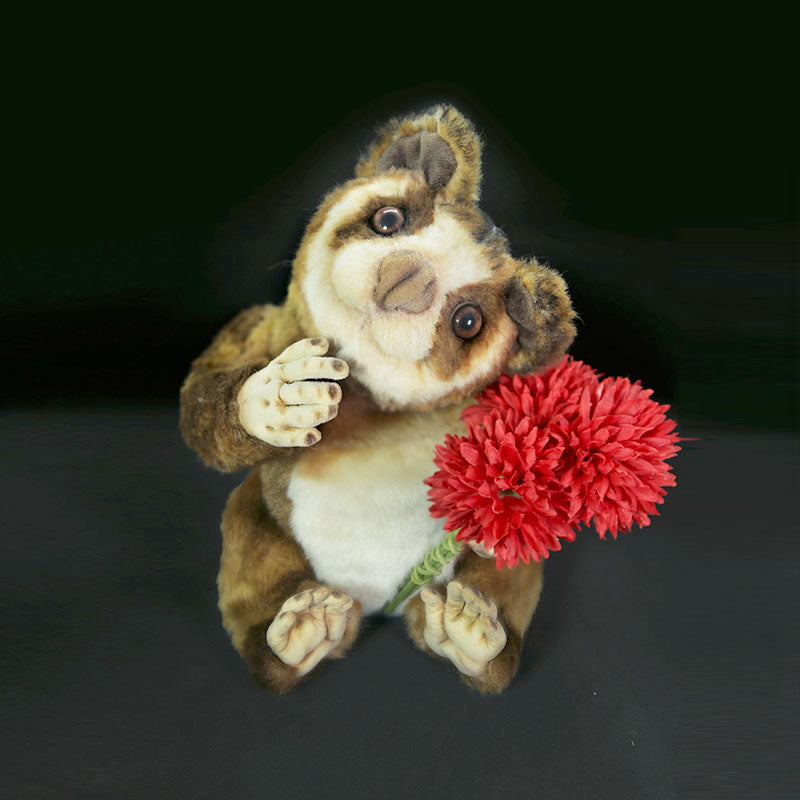 Slow Loris Lulu（スローロリス・ルル）